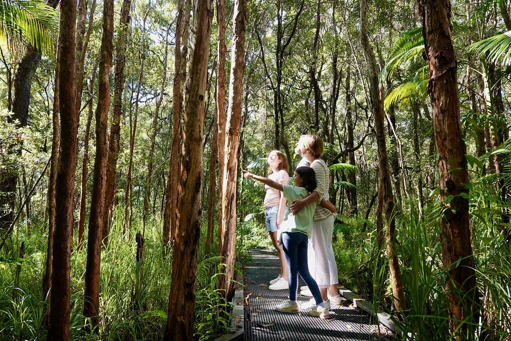 Self guided boardwalk through a paperbark forest