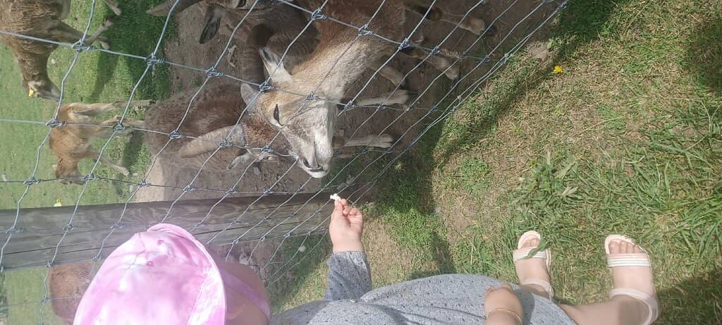 Pony Rides