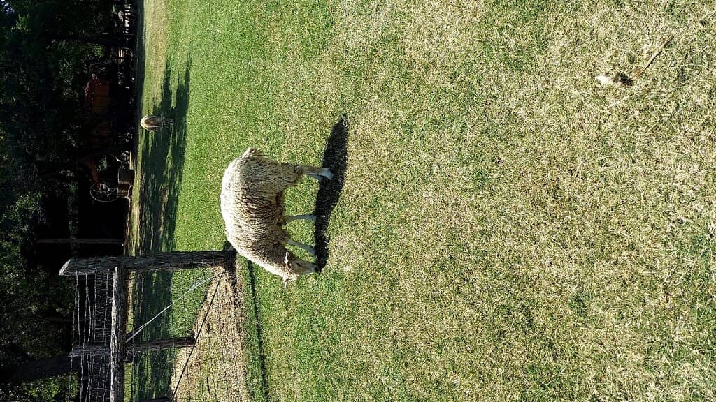 Friendly Farm Animals