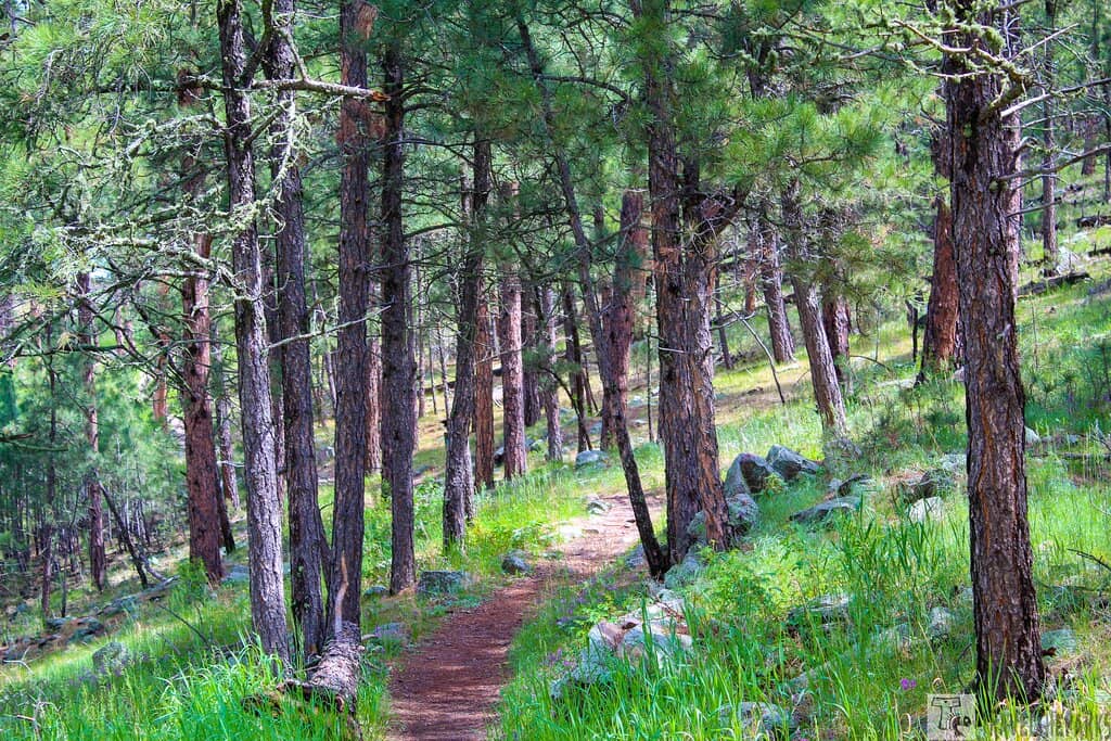 Panoramic Black Hills Views