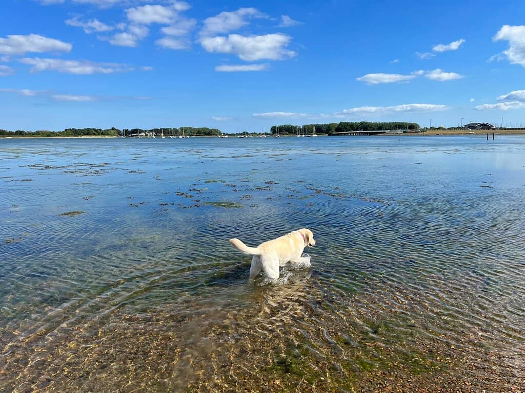 Birdwatching Opportunities