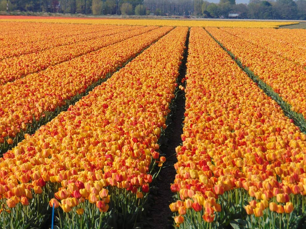 Beautiful Tulip Varieties