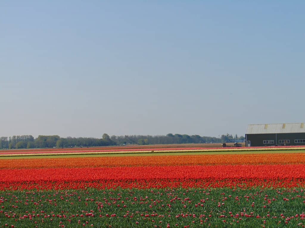 Pick Your Own Tulips