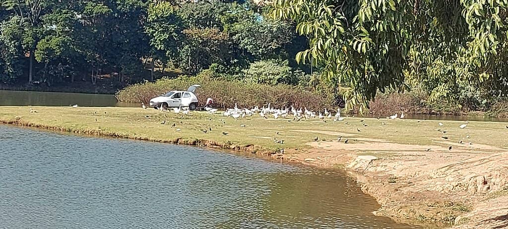 Festa do Figo & Expogoiaba