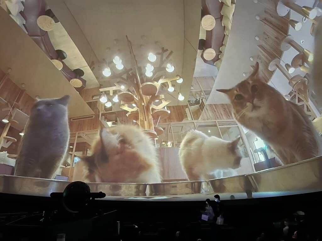 Special Seating Experience