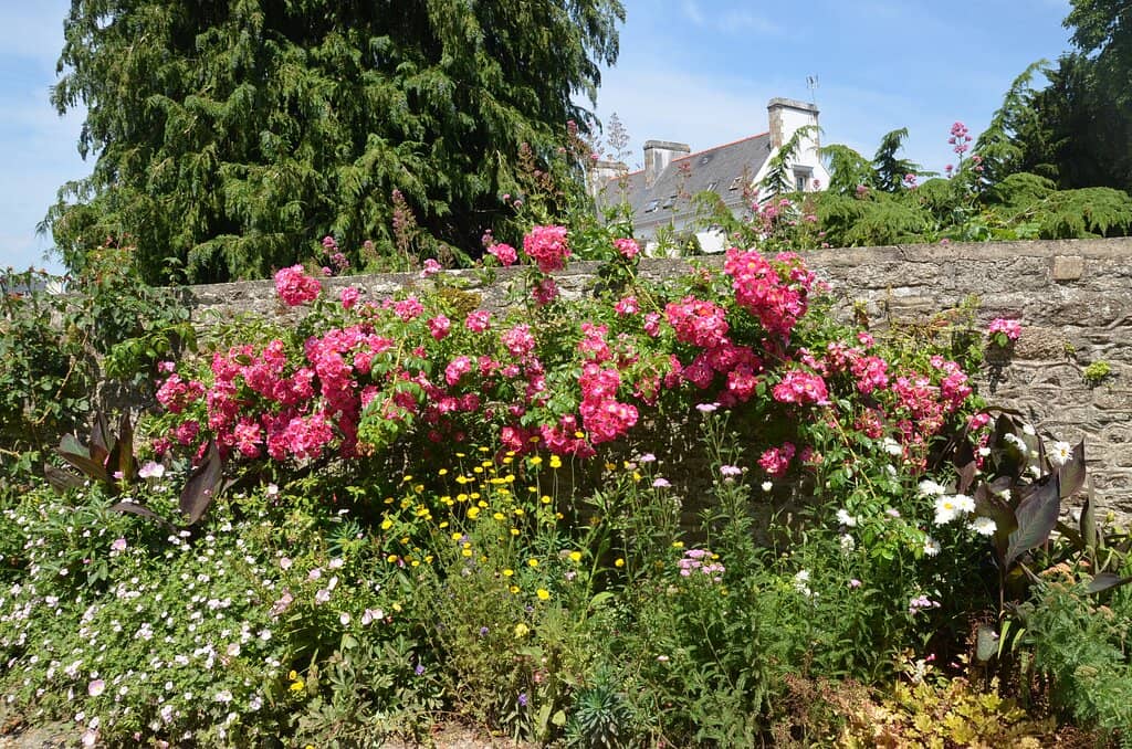 The Flower Clock (L'horloge fleurie)