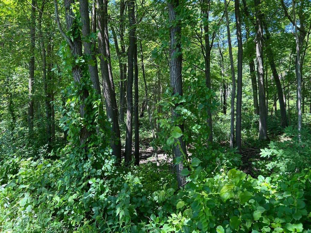 Diverse Ecosystems