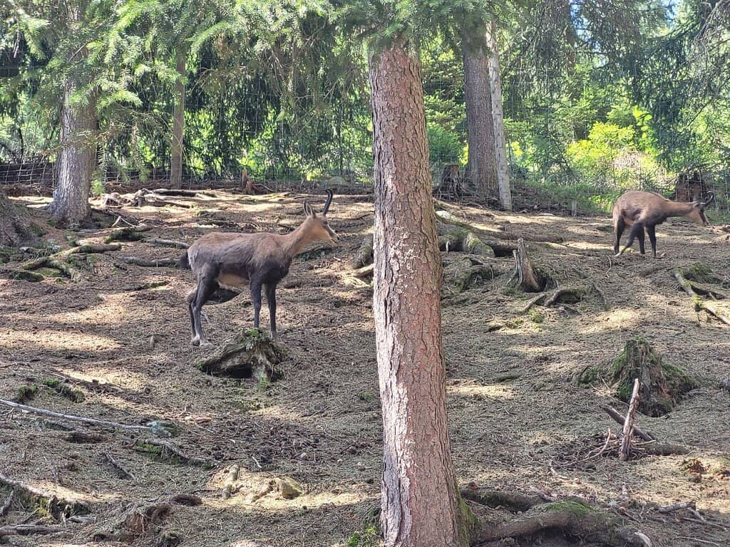 Kid-Friendly Playgrounds