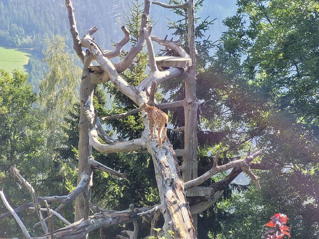 Natural Habitat Enclosures