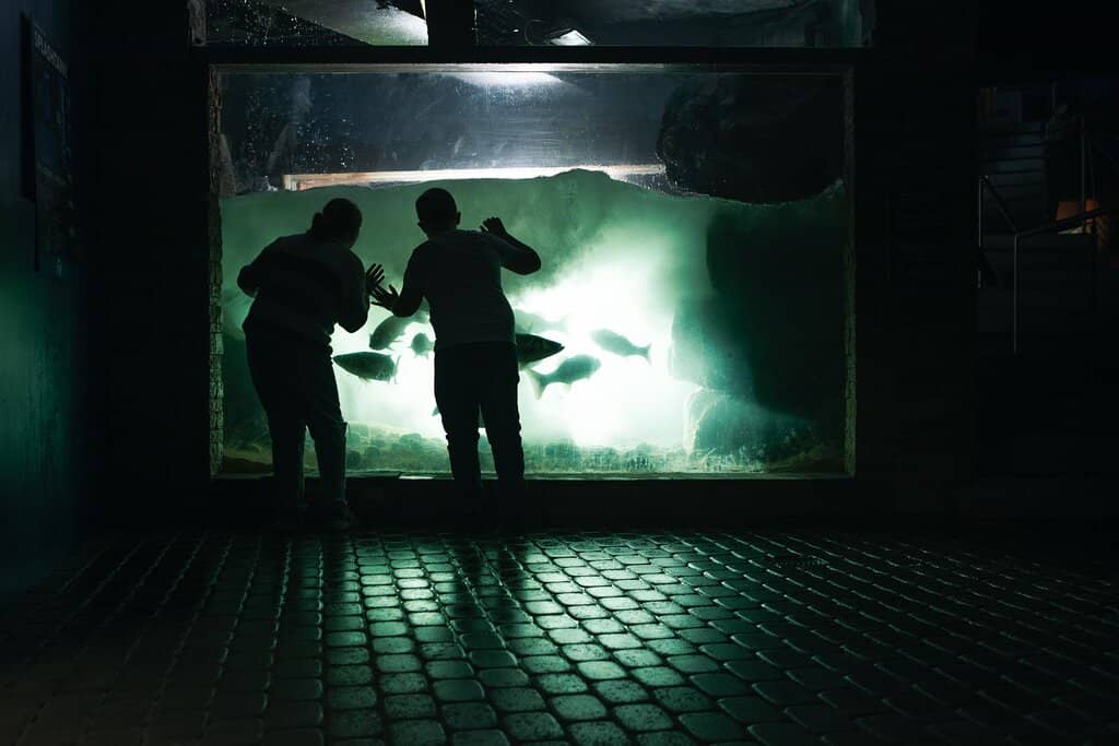 Octopus Tank