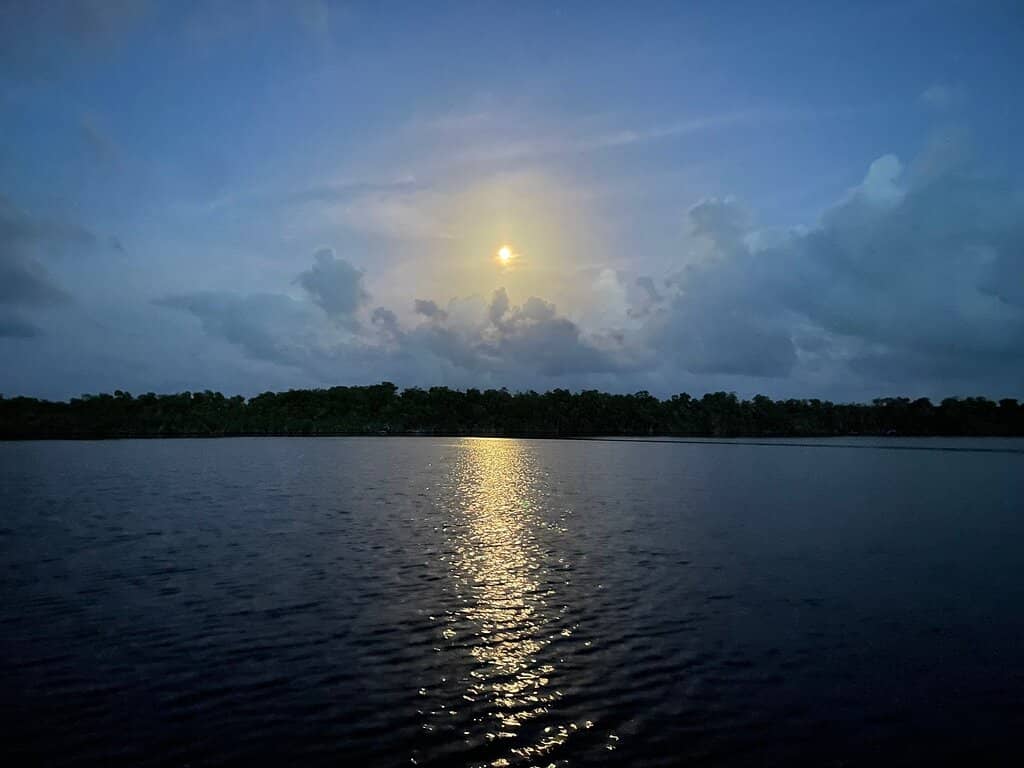 Crocodile & Dolphin Boat Tours