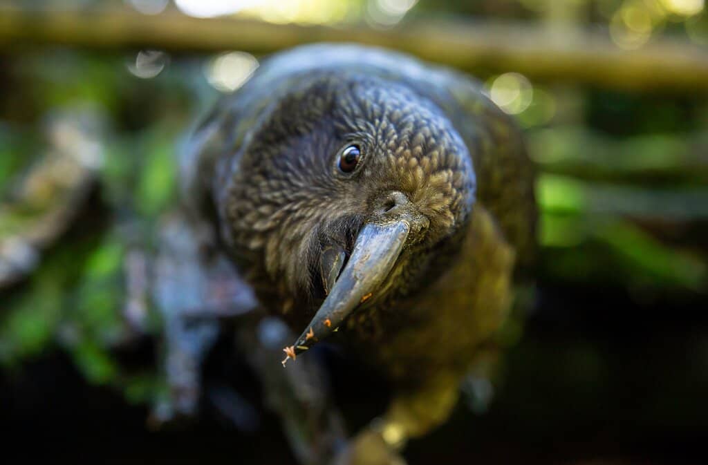 Majestic Peacock Sightings