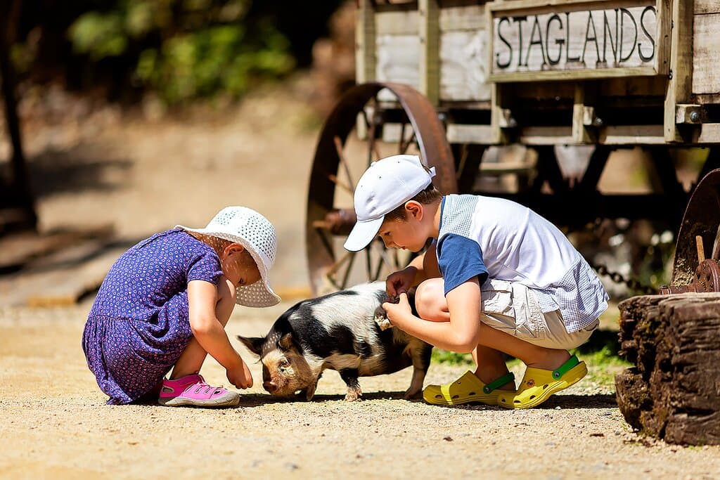meeting the kunekune piglets at Staglands
