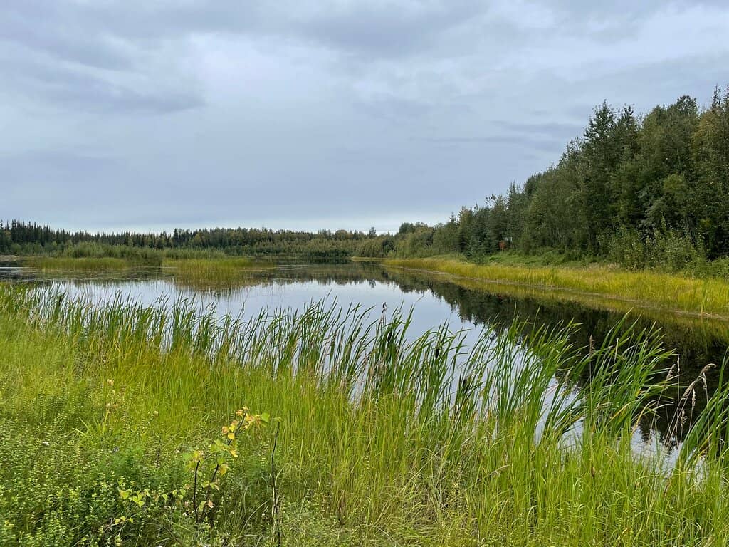 Wildlife Viewing
