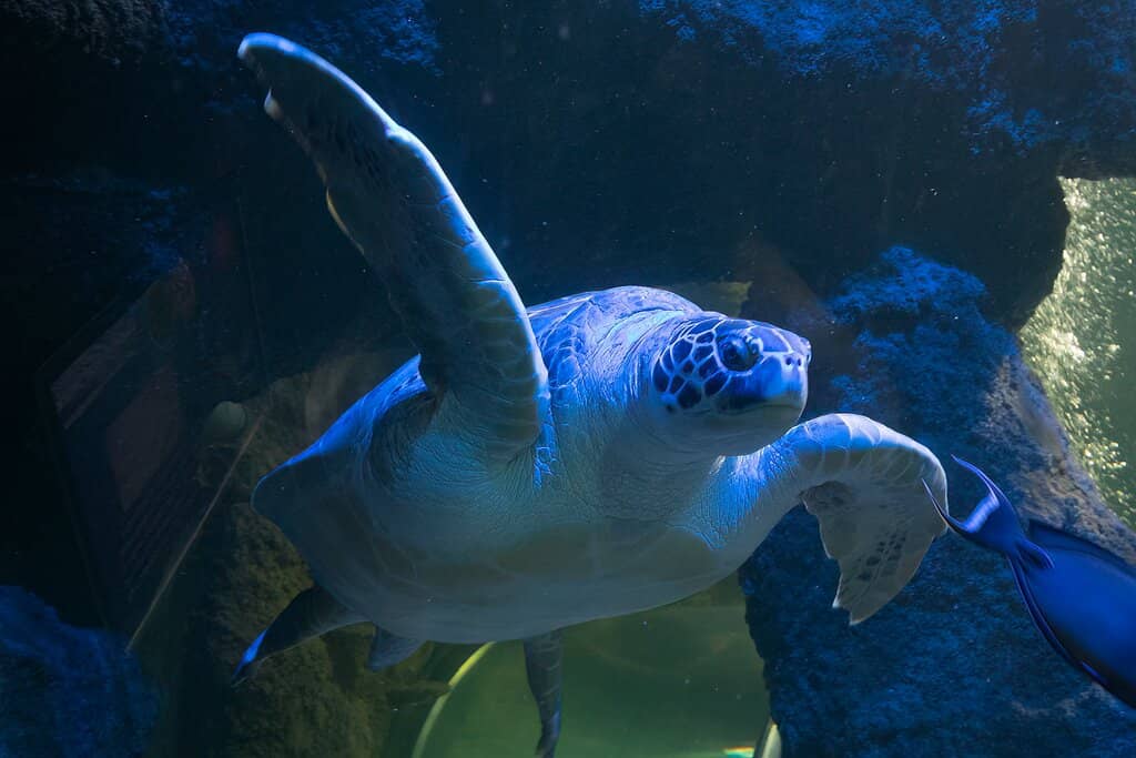 Interactive Rock Pools