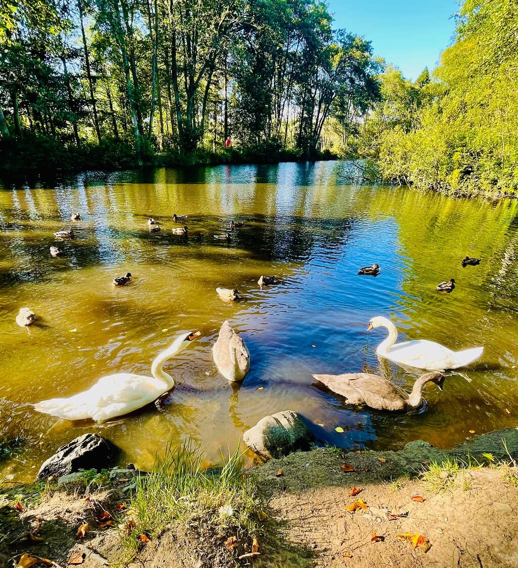 Swan Lake & Gardens