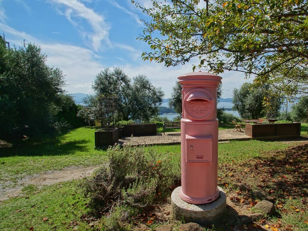 Expansive Olive Groves