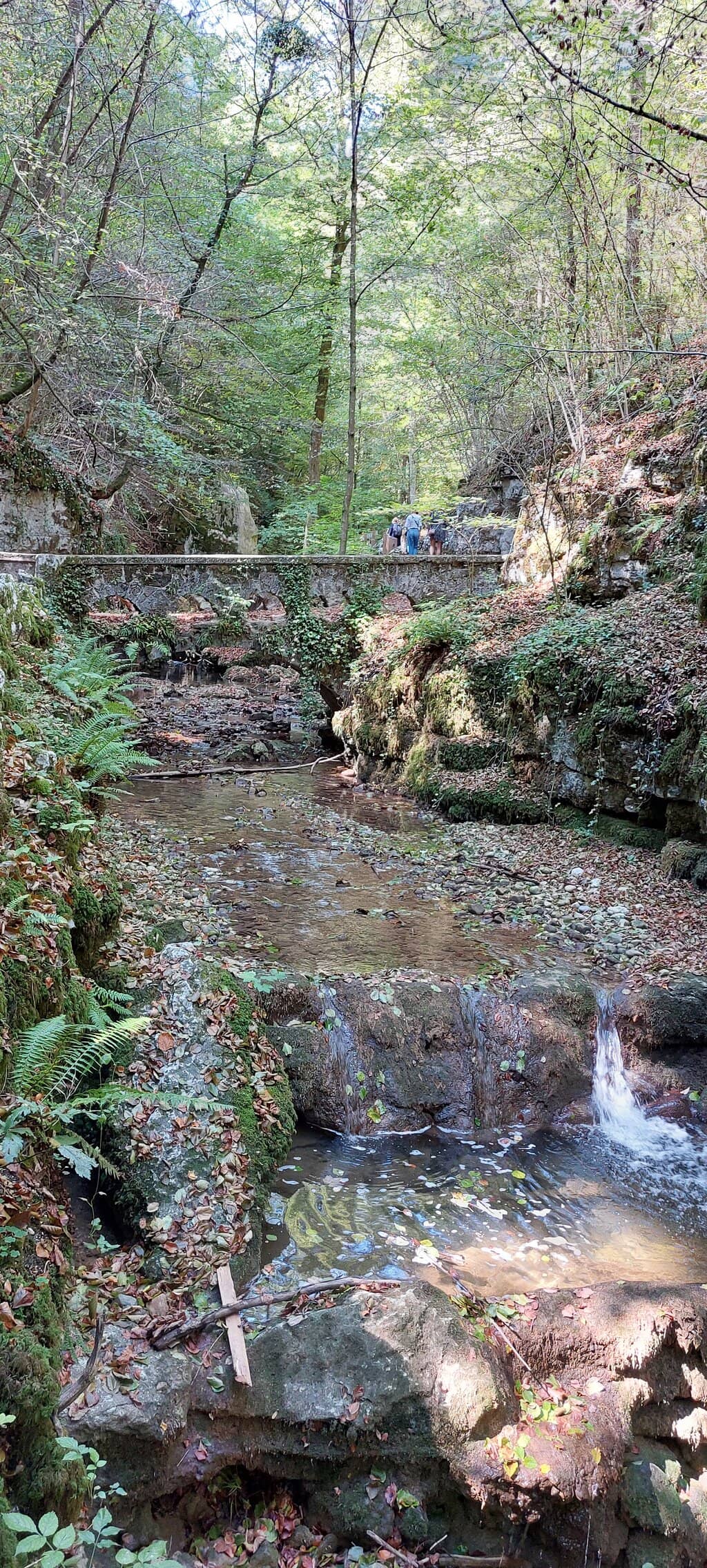 Enchanting Forest Walk