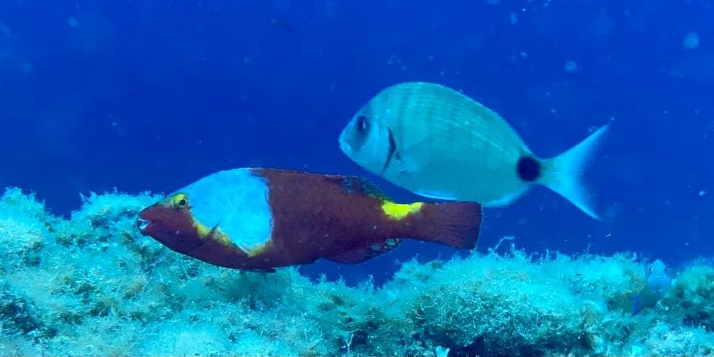 Grey Parrot fish juvenile