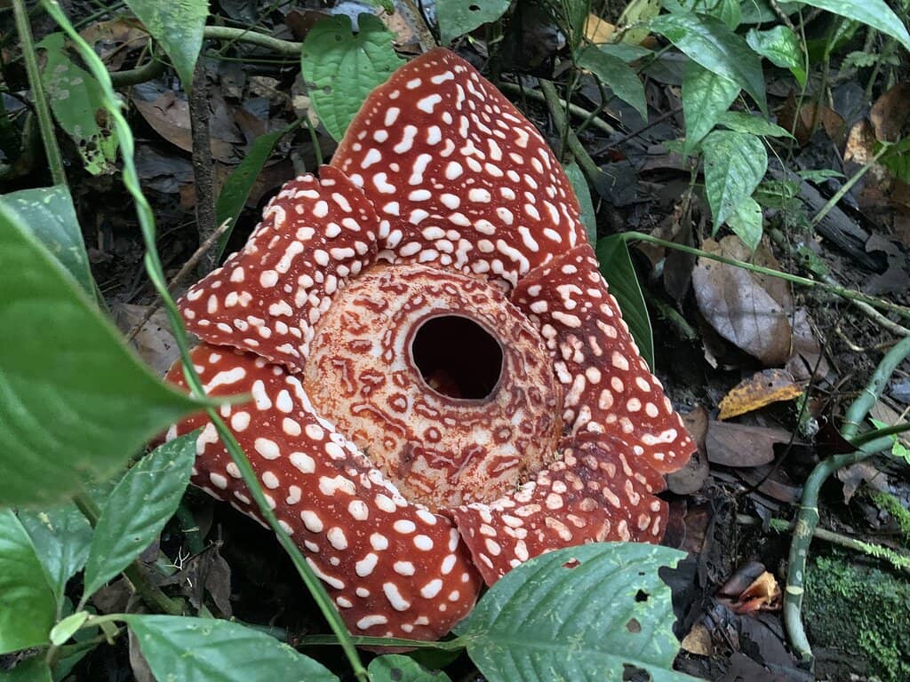 Air Terjun Gong