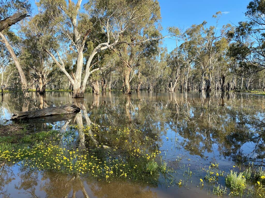 Barmah Lake & Murray River