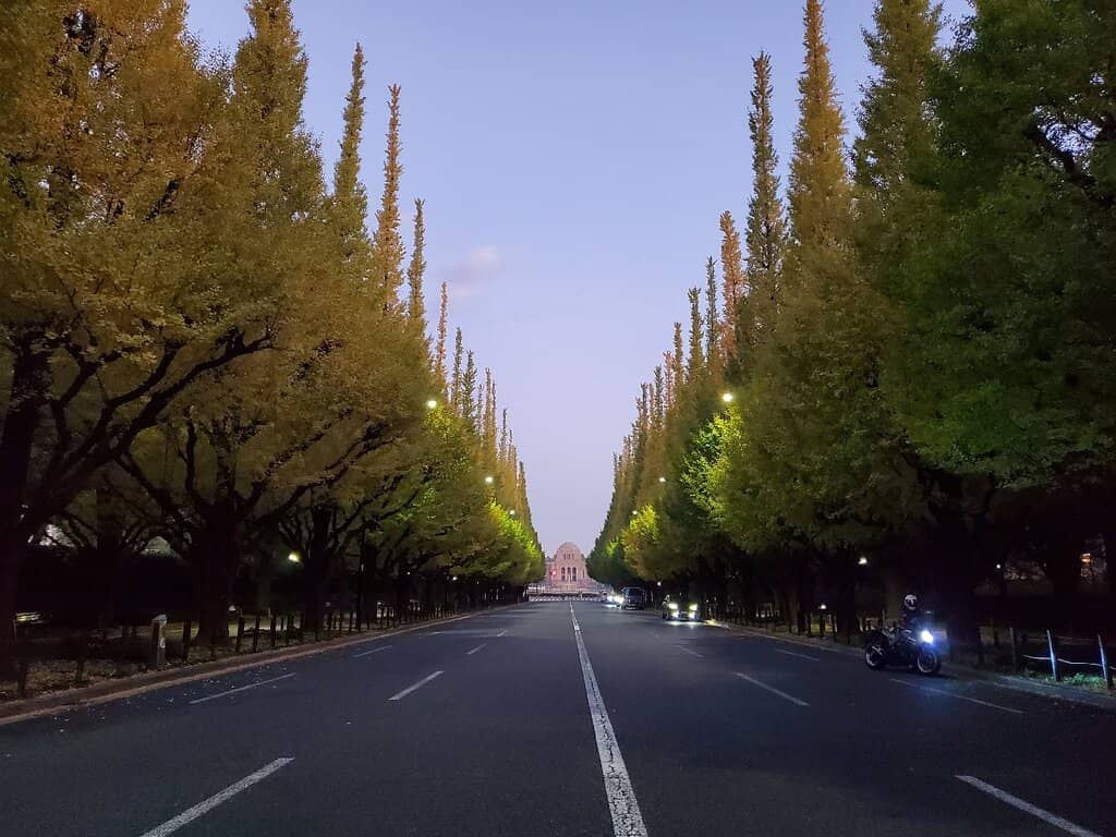 Golden Ginkgo Avenue