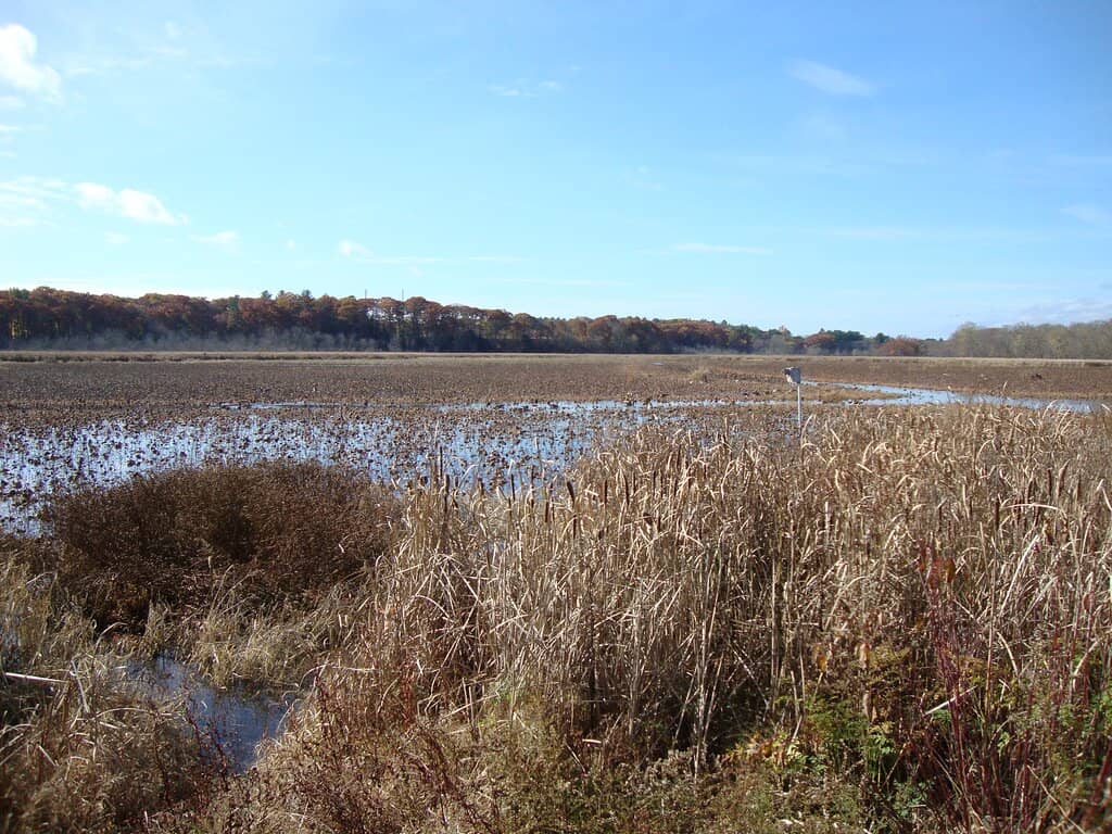 Butterfly Encounters