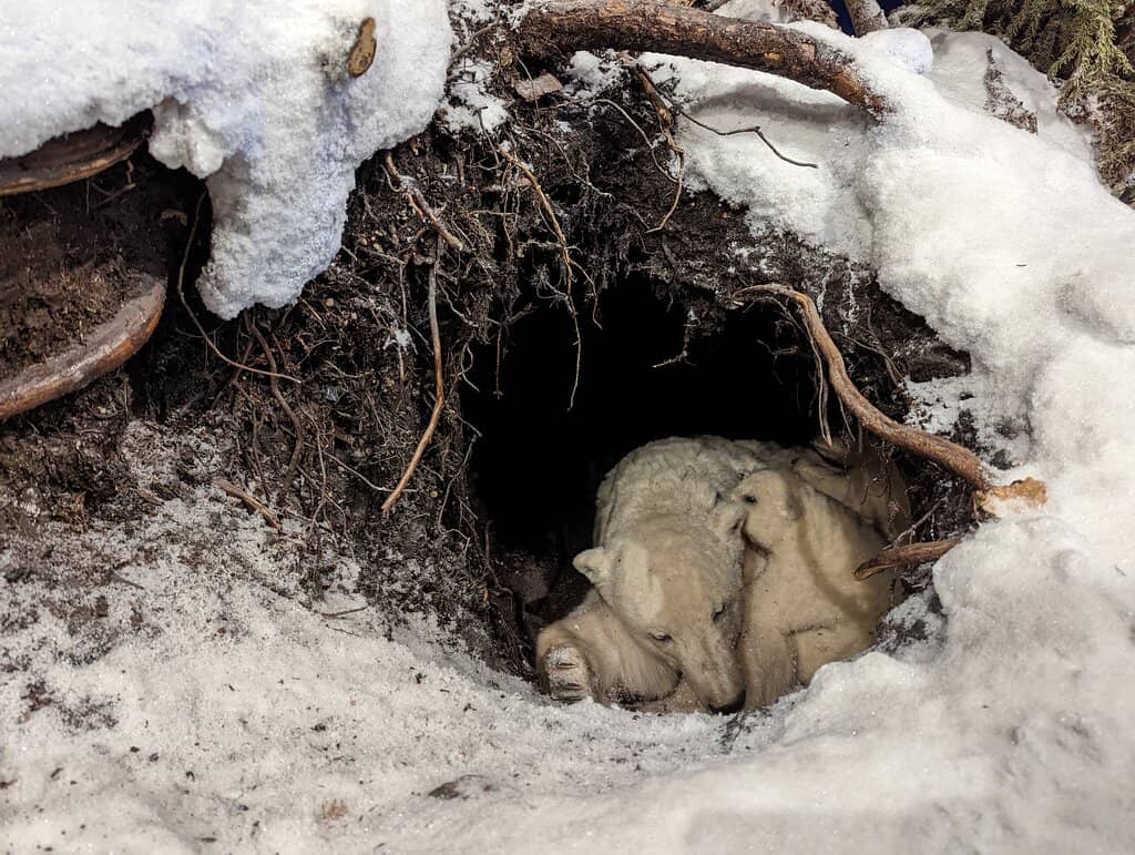 Volcano & Geology Exhibits