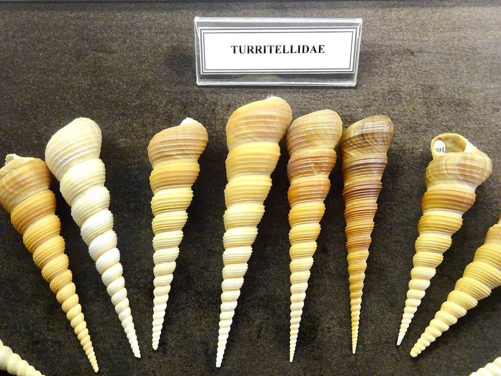 Cevat Şakir Kabaağaçlı Exhibit