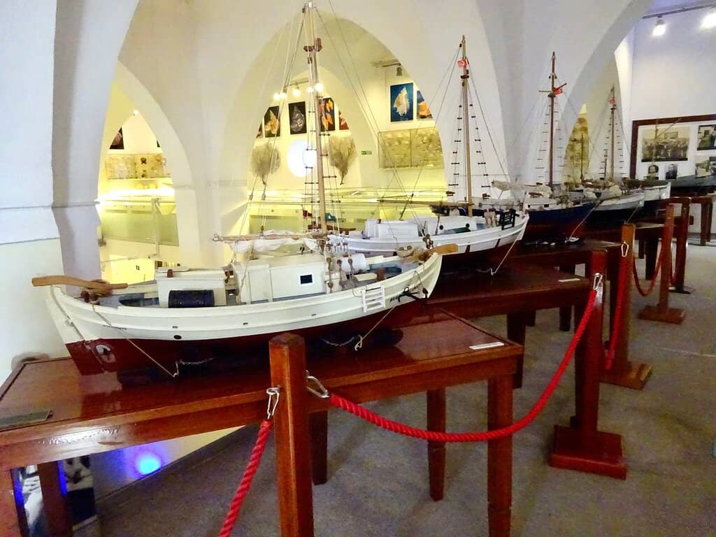 Hasan Güleşçi Seashell Collection