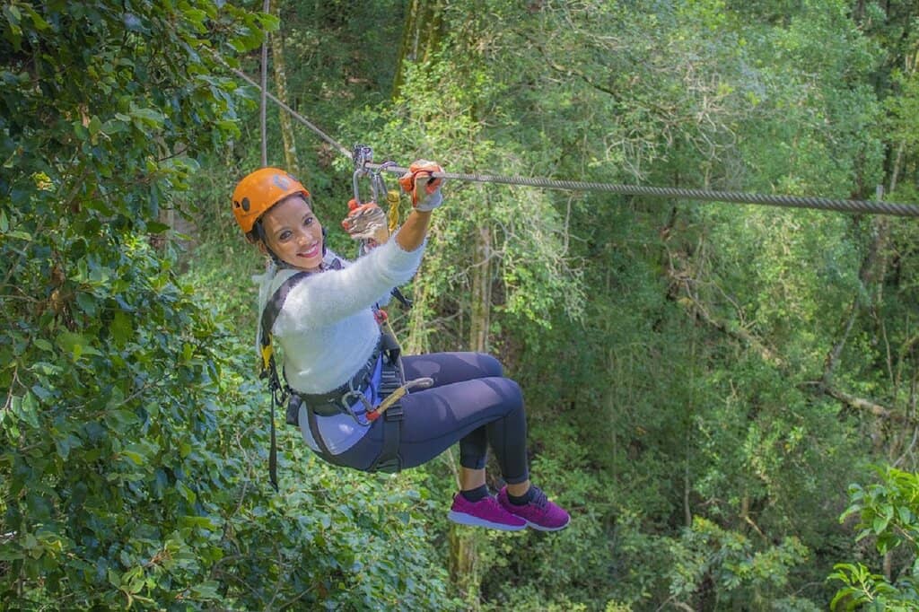 Glide Through the Treetops