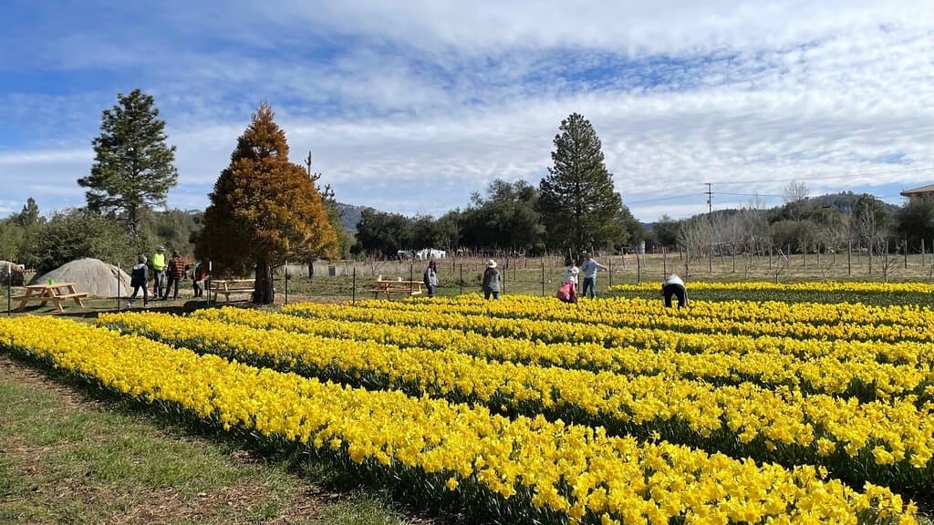 Daffodil Days in February and March 2023 - come and experience our beautiful u-pick daffodils