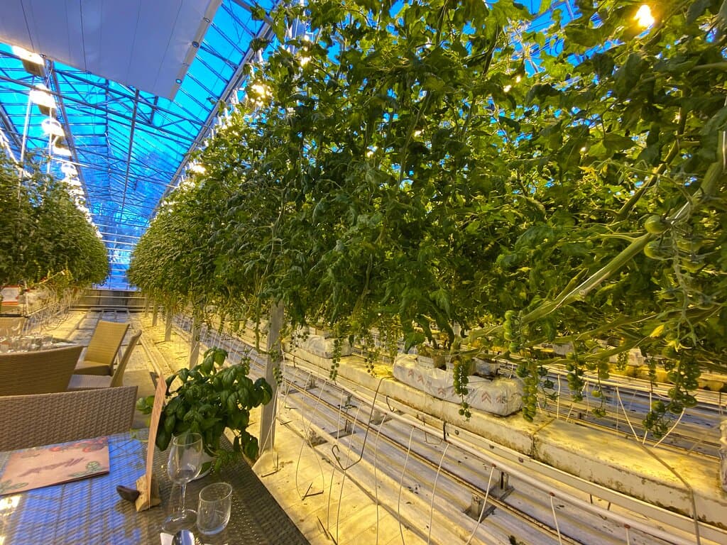 Amazing luncheon at Fridheimar in Iceland