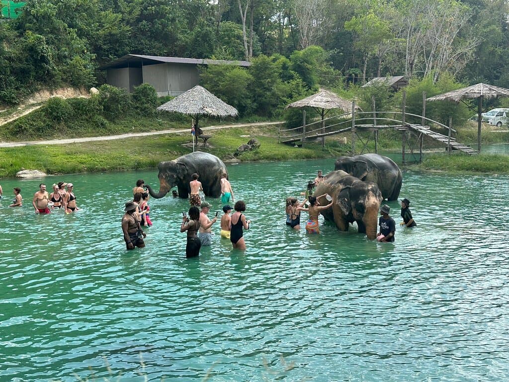 Explore the Wonders of Phuket Elephant Care