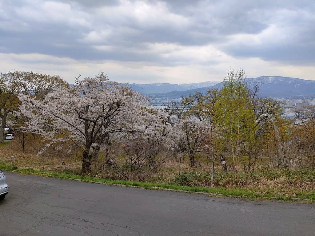 Cherry Blossom Spectacle