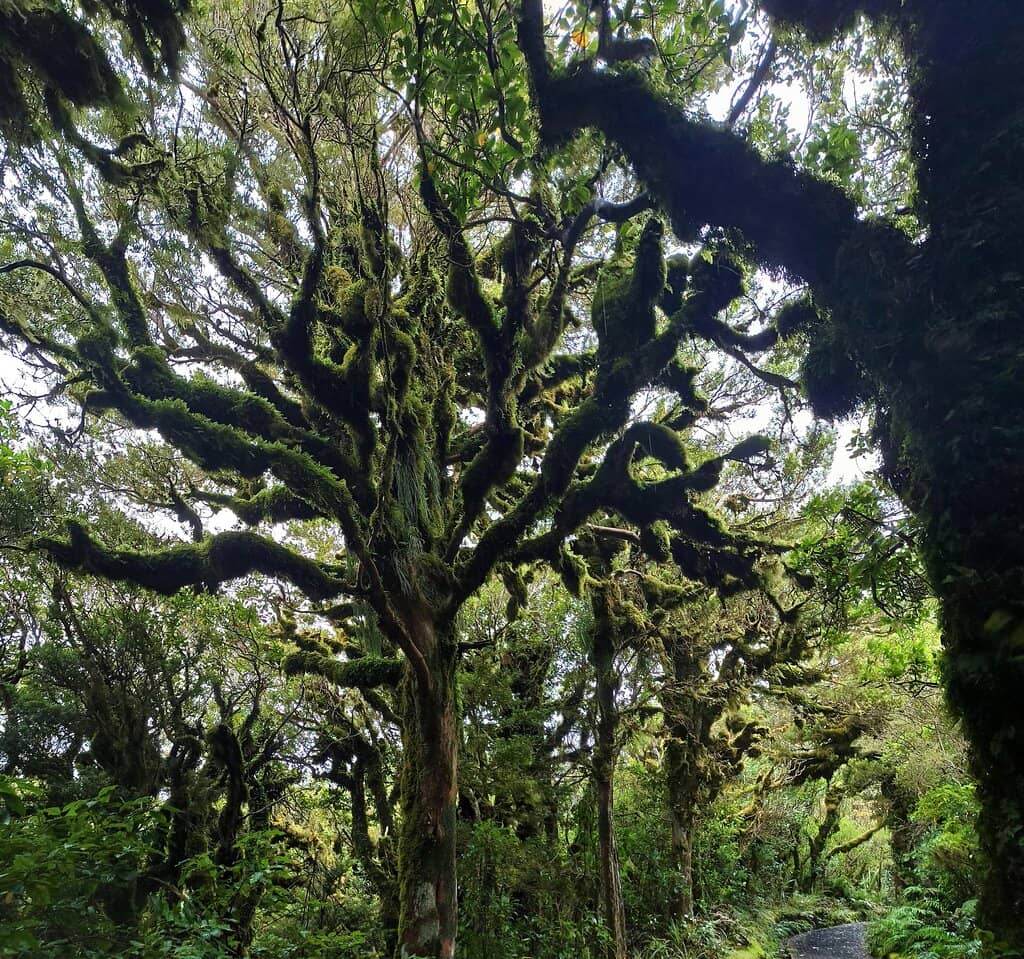 Goblin Forest
