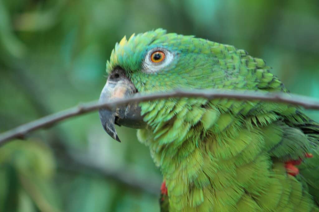 Meet the Llama Friends