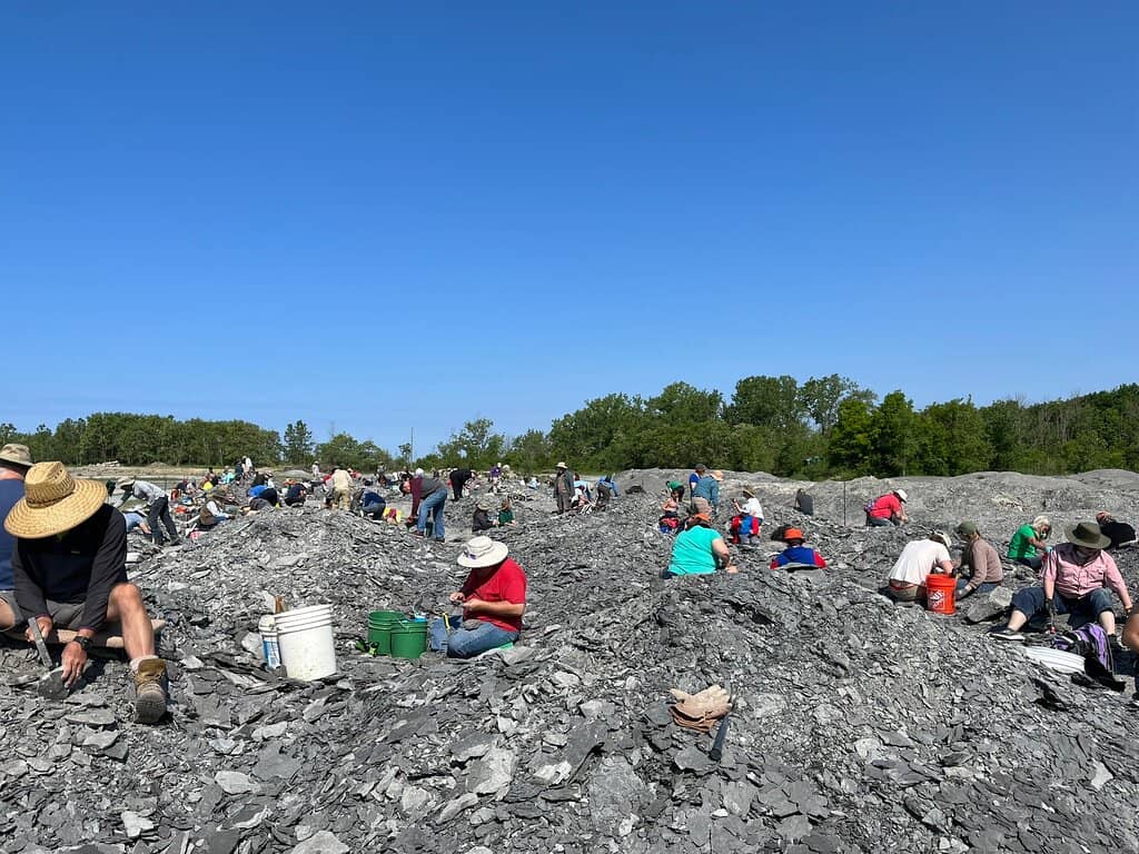 Cone Corals & Shells