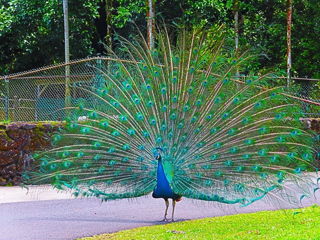 Peacock showing off