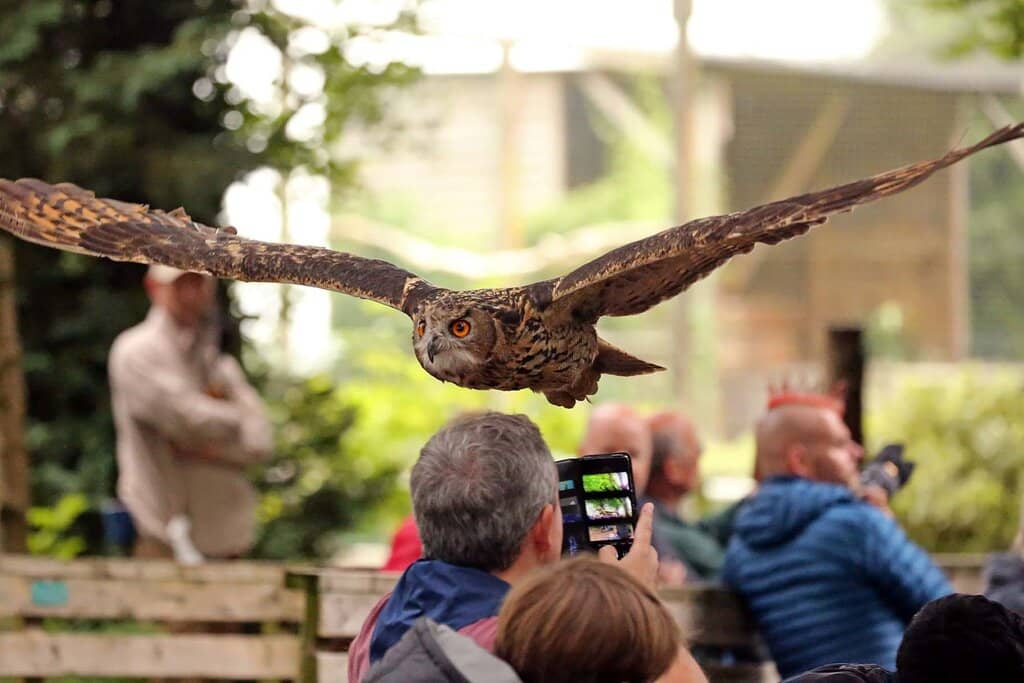 Meet the Harris Hawks
