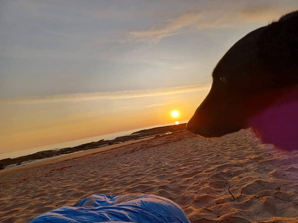 Gannet Feeding Frenzy
