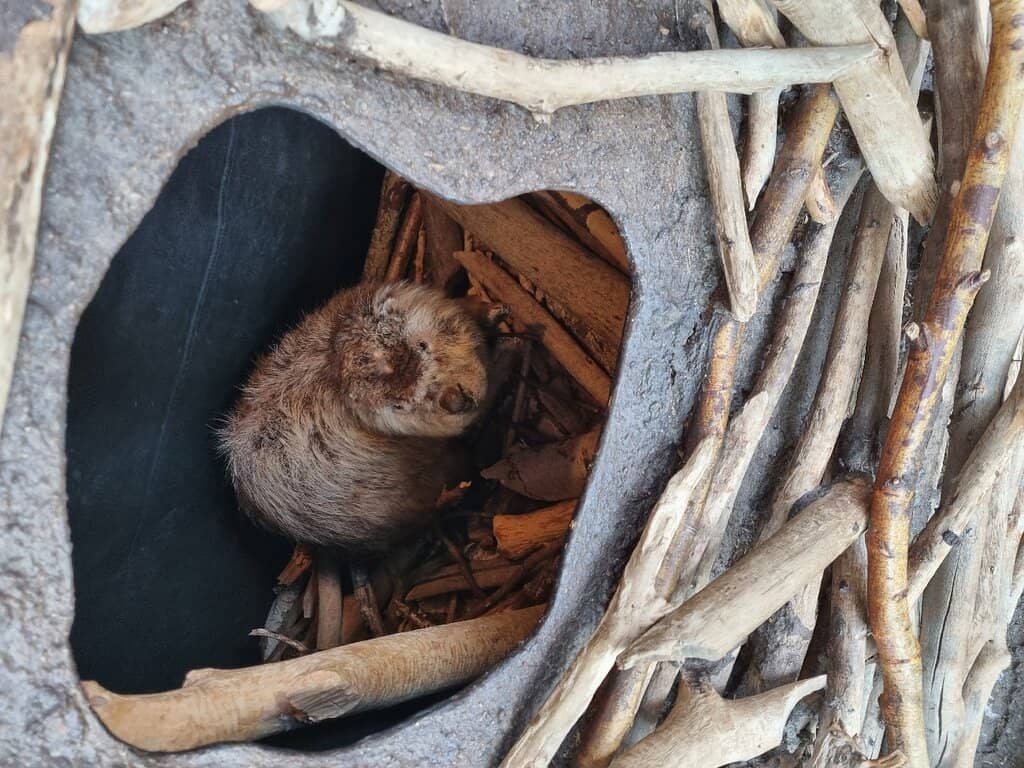 Mariebergsskogen Park