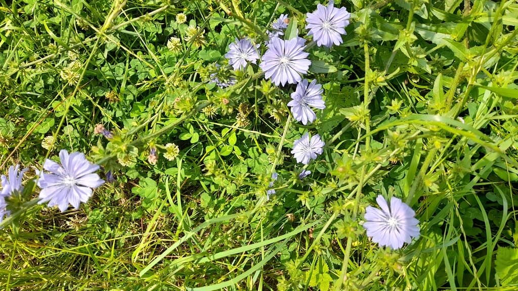 Woodland and Field Trails