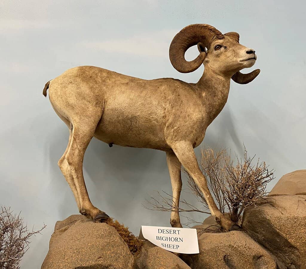 Global Animal Dioramas