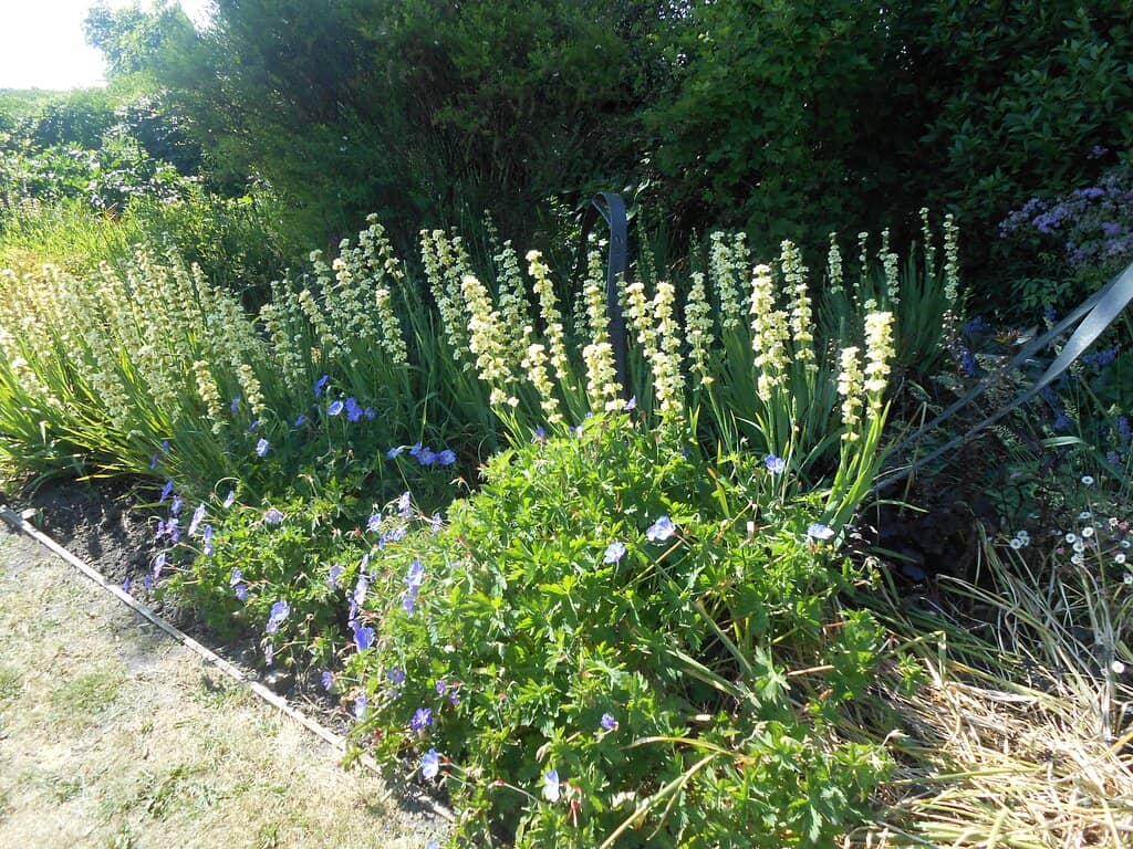 Equestrian Spectacle