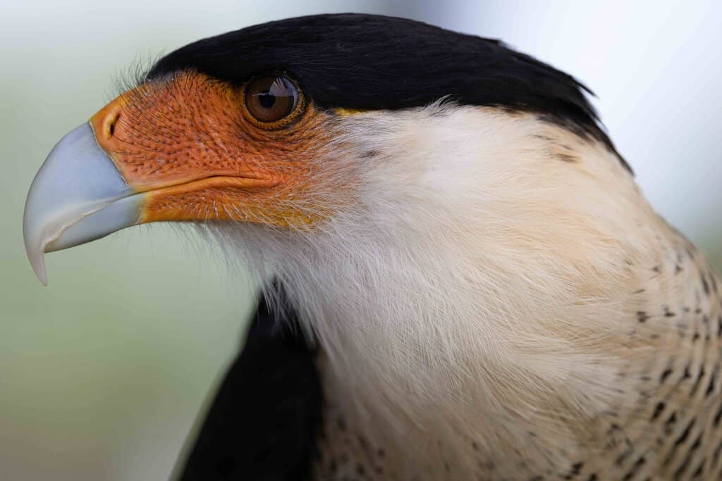 Learn About Falconry