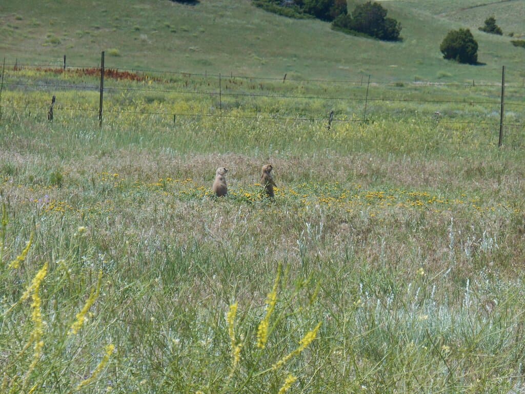 Sentries in the distance. We couldn't get up close to them.