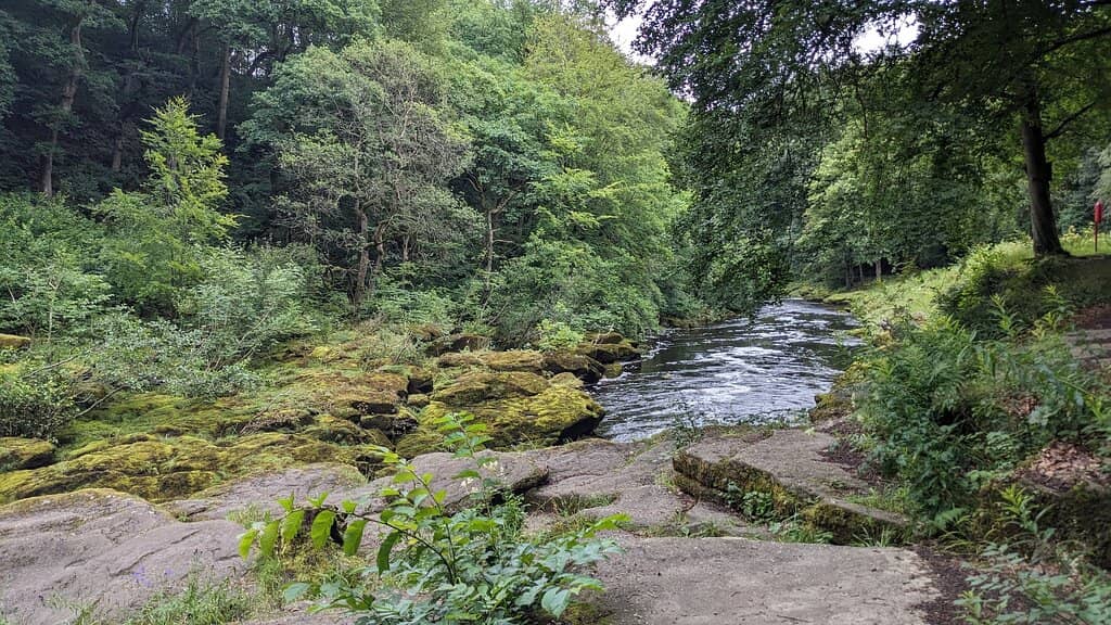 Strid Wood