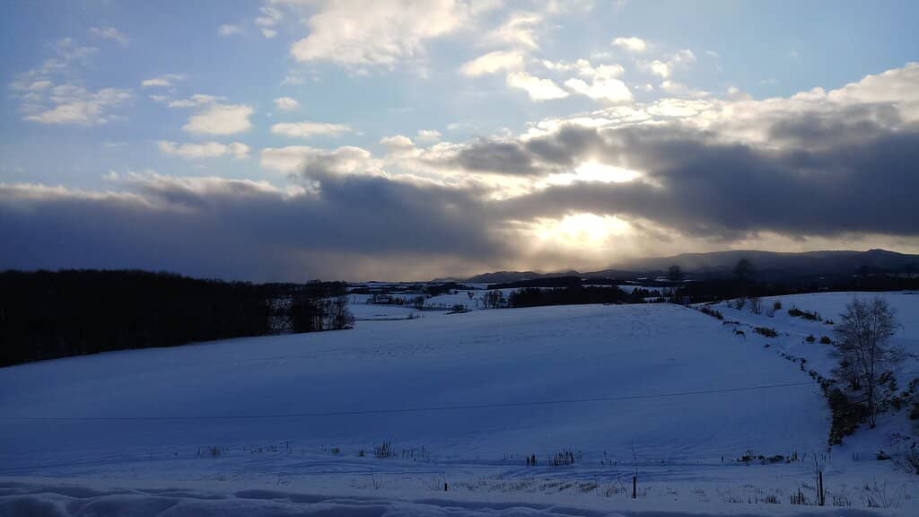 Seasonal Flower Patches