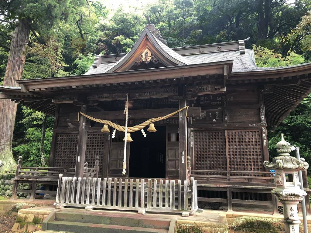 Majestic Giant Cedar Trees